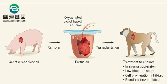 醫(yī)學(xué)怪病奇美拉現(xiàn)象:親自生未必是親生?你身體還住著另一個人? 醫(yī)學(xué)怪病奇美拉現(xiàn)象:親自生未必是親生?你身體還住著另一個人?