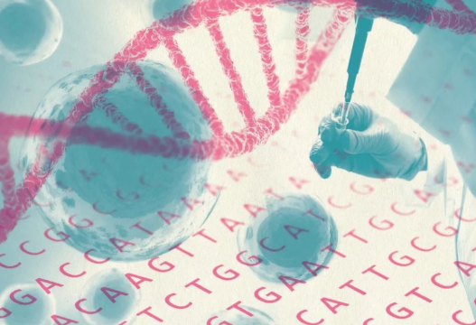 掉落的毛囊毛發可以拿去做染色體親子鑒定嗎？