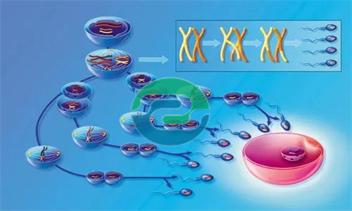 做中山親子鑒定要多少錢？可以用哪些樣本？